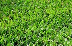 Grass,Grass Carp