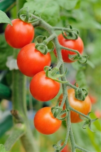 cherry tomatoes growing tomato abundance bite grown treats sized patio guide garden these