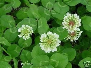 Nitro-Coated & Inoculated 1/4 Lb. SeedRanch White Dutch Clover Seed 